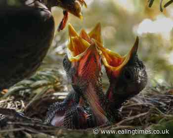 RSPCA advice on what to do if you find a baby bird outside nest - Ealing Times