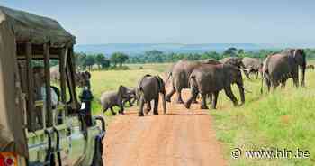Tiende editie van Camping Balokken gaat op Safari - Het Laatste Nieuws