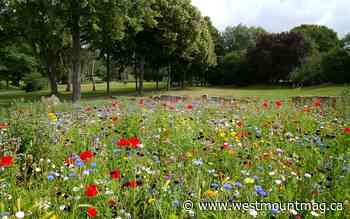 A new direction for Green Coalition - WestmountMag.ca