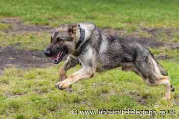 Blackburn: PD Boomer helps make another arrest