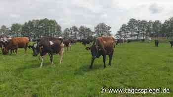 Moorschutz statt Landwirtschaft: Warum Stephen Costello für seine Kühe kämpft - Wirtschaft - Tagesspiegel
