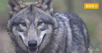 Wie sich der Tierpark Forst vor dem Wolf schützen will - BNN - Badische Neueste Nachrichten