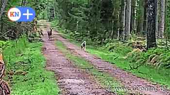 Segeberger Forst bei Heidmühlen: Video zeigt wie Rotwild einen Wolf verjagt - Kieler Nachrichten