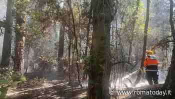 Incendio a Castel Fusano: fiamme nella pineta di Ostia