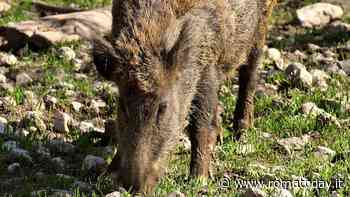 Peste suina, salgono a quindici i casi: serve una nuova zona rossa