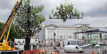 Huge "Tree of Trees" Built Outside Buckingham Palace for The Platinum Jubilee - Town & Country