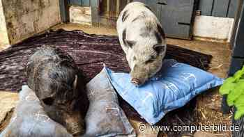 Bacon & Schnitzel: Schweinereien mischen Twitch auf