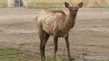 Caution urged during elk calving season in Canmore and Banff area