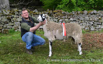 Sheep show makes a cracking return after coronavirus hiatus - Teesdale Mercury