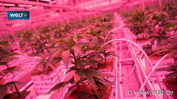 Gras statt Gold – Unternehmen im Cannabis-Rausch