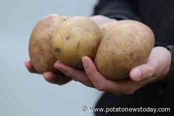 Thwarting the wart: University of Prince Edward Island study seeks wart-resistant potato variety - Potato News Today
