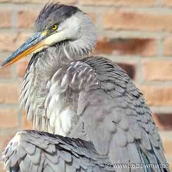 FOTOAUSSTELLUNG IM SIKU-, AUDI- UND OLDTIMERMUSEUM STADTLOHN - RADIO WMW - RADIO WMW