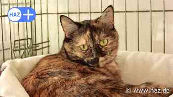 Hemmingen: Verein Hände für Pfoten sucht neues Zuhause für Katze - HAZ