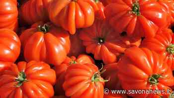 “Albenga in tavola”: dal 30 maggio è la settimana del pomodoro cuore di bue - SavonaNews.it