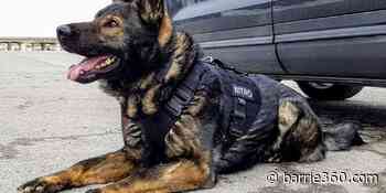 K9 Unit nabs fleeing suspect in Innisfil - Barrie 360