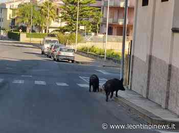 Lentini, passeggiata in città per due grossi esemplari di maiale: avvistati in via Ventimiglia - Leontinoi News - Leontinoi News