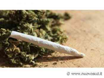 Marijuana nascosta in cucina, un 32enne denunciato a Lentini - Nuovo Sud