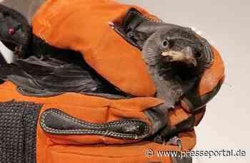 FW Dinslaken: Jungvögel aus Lüftungsschacht befreit