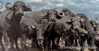 Peñoles y Fresnillo plc comprometidos con el cuidado y la protección de la biodiversidad - Imagen de Zacatecas, el periódico de los zacatecanos