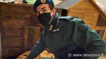 Prato, svelato il giallo del cane decapitato - LA NAZIONE