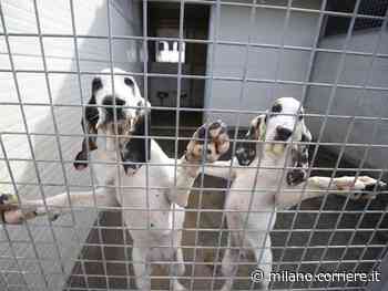 Mortara, la signora con 46 cani nella villetta: proteste dei vicini, ordinanza restrittiva e blitz di polizia - Corriere Milano