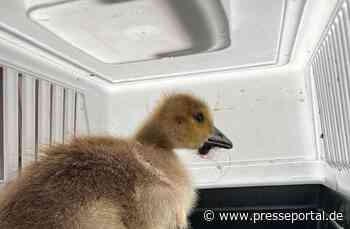 FW-EN: Tierisches Wochenende und Person im Aufzug