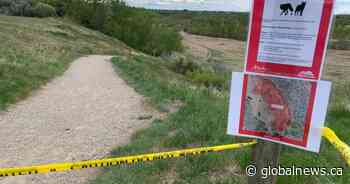 Coyote attack prompts partial closure of Calgary’s Fish Creek park - Global News