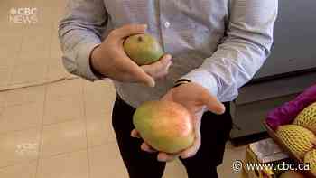 Short but sweet mango season offers a taste of home for many