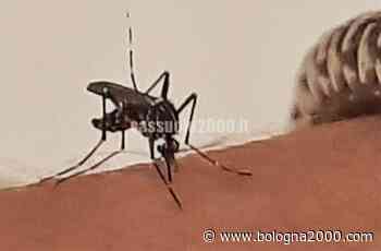 Contrasto alla proliferazione di zanzare. A Fiorano disponibili larvicidi gratuiti presso la farmacia comunale - Bologna 2000