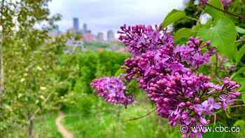 Edmonton discussing possibilities to build a new national park located where people live - CBC.ca