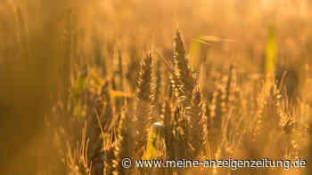 Expertin warnt vor dramatischer Weizen-Knappheit: „Nur noch Vorräte für 10 Wochen“