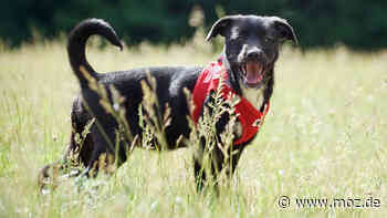 Vermittlung Tierheim Schwedt: Elf Wochen alte Hündin fühlt sich allein - Geschwister wurden bereits vermittelt - Märkische Onlinezeitung