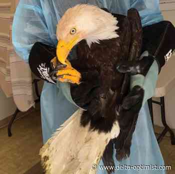 Nature Notes: Avian Flu's impact on OWL - Delta Optimist