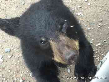 The bears are back in town - DrydenNow.com