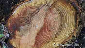 Jaarringen van een boom vertellen meer dan alleen de leeftijd - NPO Radio 1