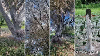 Boom gehuld in mysterieus spinsel: is het gevaarlijk? - Omroep Gelderland