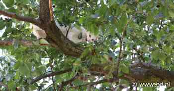 Kat 'Witje' na meerdere mislukte pogingen uit boom bevrijd in Boxtel - BD.nl