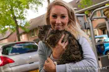 Brandweer haalt geschrokken poes Lizzy uit de boom - Kliknieuws.nl