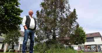 Buurt slaat alarm om uitdrogende boom, of is er iets anders aan de hand? 'Ik heb al een kaarsje gebrand' - BD.nl