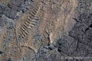 First Animals Formed Complex Ecological Communities Before the Cambrian Explosion