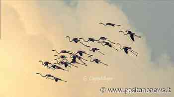 Massa Lubrense, stormo di fenicotteri rosa attraversa l'Amp Punta Campanella - Positanonews - Positanonews