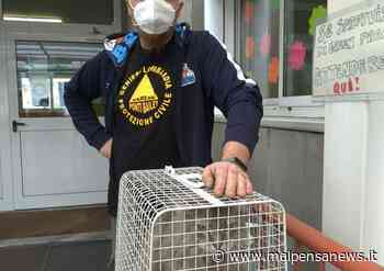 Gattone in difficoltà salvato sul tetto delle elementari di Samarate - MalpensaNews.it