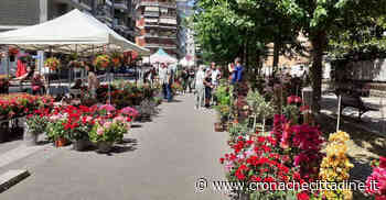Colleferro. Tanti espositori e grande affluenza di pubblico all'attesa “Fiera delle Piante e dei Fiori” - Cronache Cittadine