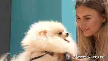 Ukrainian refugee reunites with beloved Pomeranian