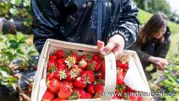 Agrar - Rendsburg - Erste Erdbeerfelder für Selbstpflücker haben geöffnet - Wirtschaft - Süddeutsche Zeitung - SZ.de