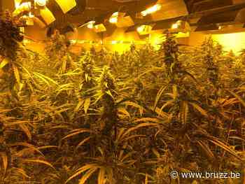 Politie treft 1.200 cannabisplanten aan in huis in Schaarbeek - BRUZZ