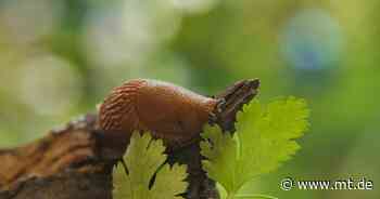 Nackt und gefräßig: Was hilft gegen die Spanische Wegschnecke? - Mindener Tageblatt