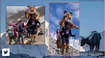 59-year-old UK photographer runs Everest Marathon in tiger suit. Watch video - The Indian Express