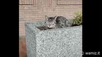 Beinasco: il gatto Frankie da cliente del bar torinese a star di Facebook! - Wamiz