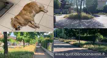 VOLPIANO - Allarme sull'erba forasacchi, raccolta firme dei cittadini: «E' pericolosa per i nostri cani» - QC QuotidianoCanavese